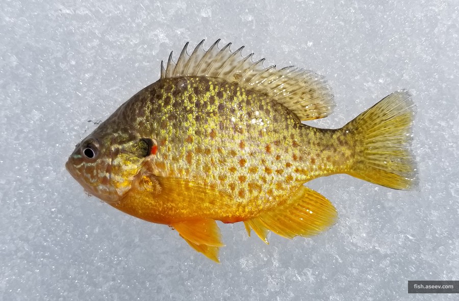 Lepomis gibbosus