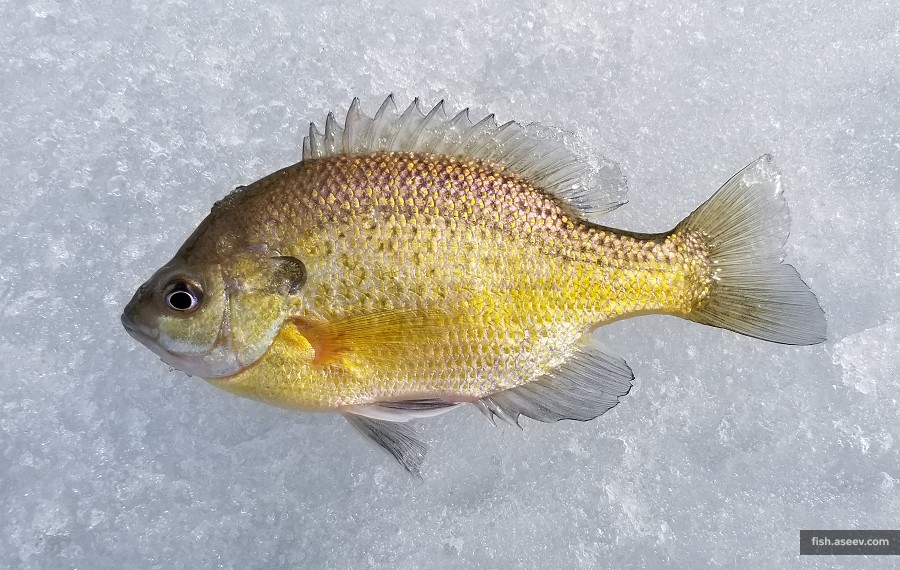 Lepomis macrochirus