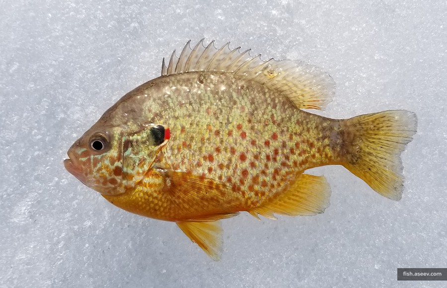 Lepomis gibbosus