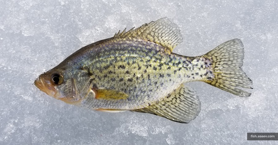 Pomoxis nigromaculatus