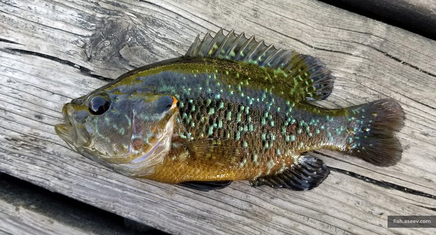 Lepomis gulosus