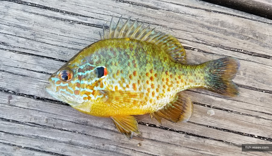 Lepomis gibbosus