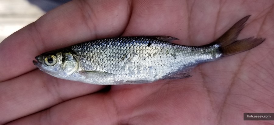 Notemigonus crysoleucas